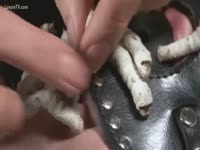 Caterpillars crawling on a nude body